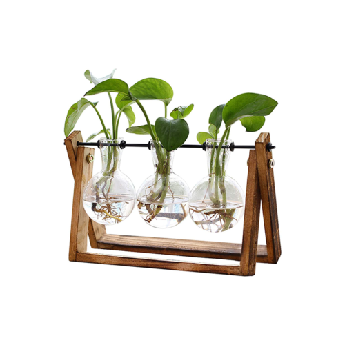 Plant Terrarium